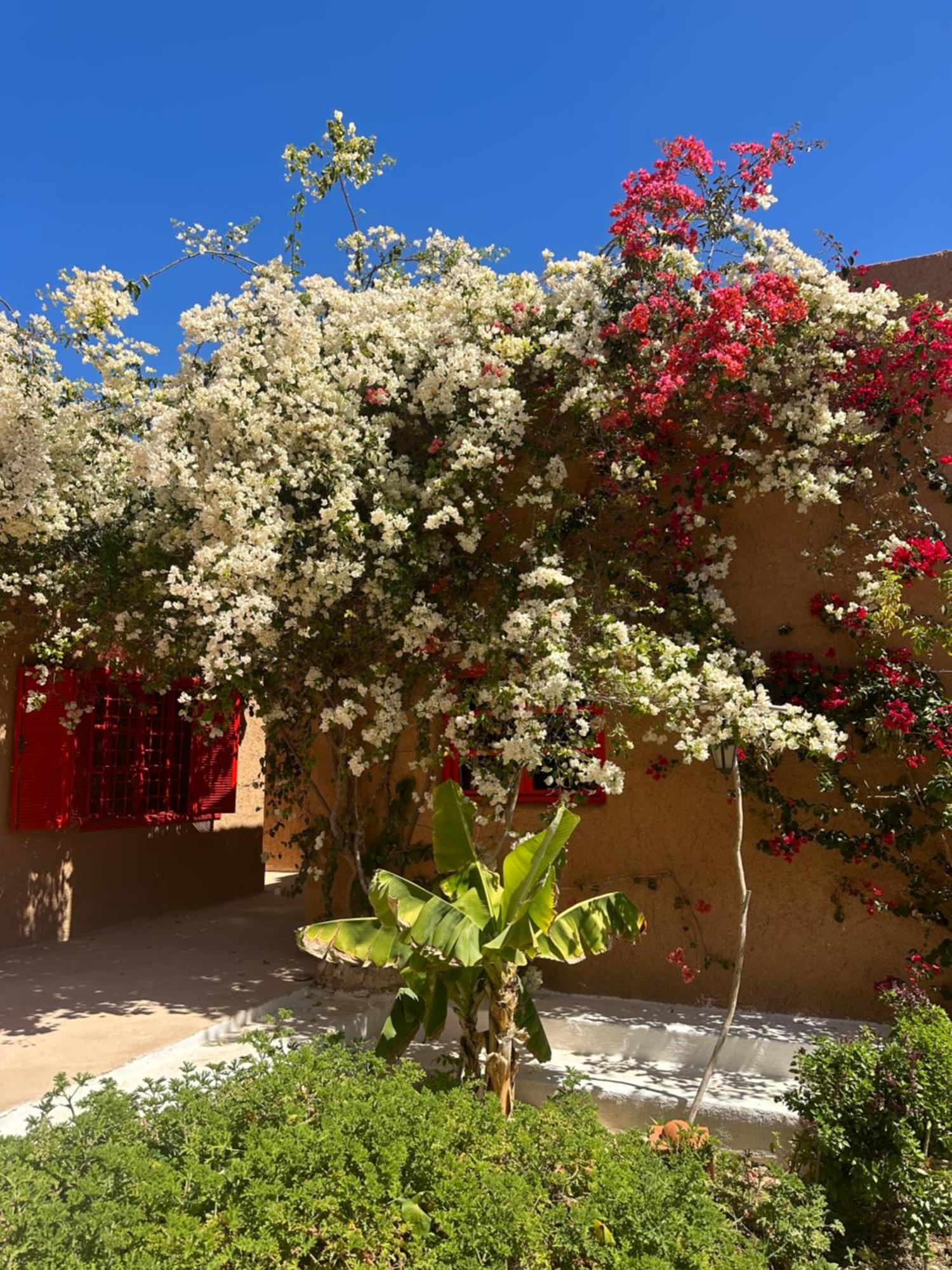 Dar Tawarta Guest House Ντάχλα Εξωτερικό φωτογραφία